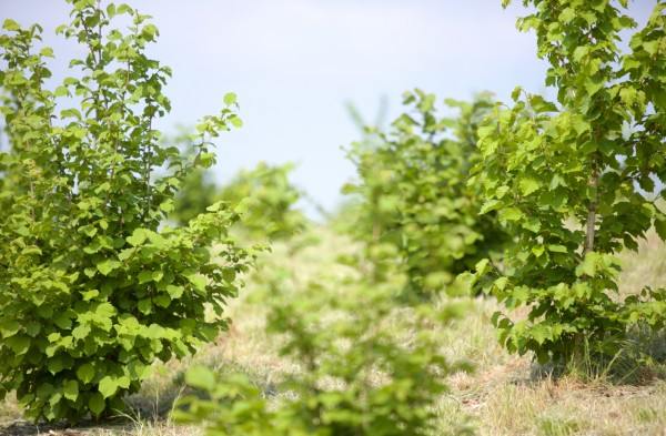 Trueffelplantage – 1