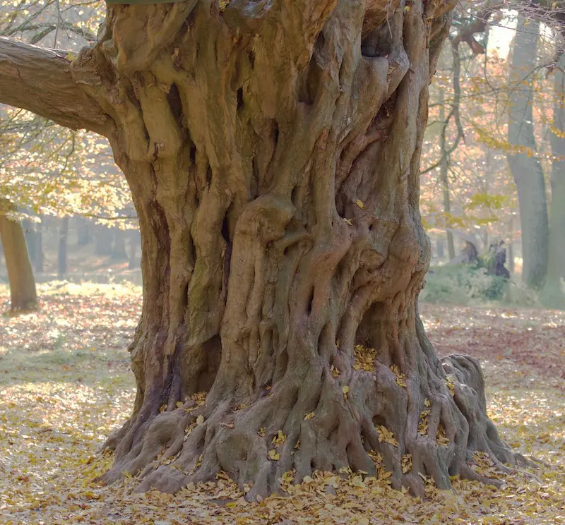 Baum Trüffel